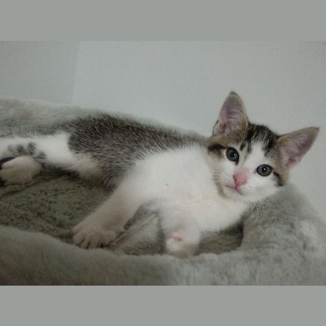 Photo of Indigo
