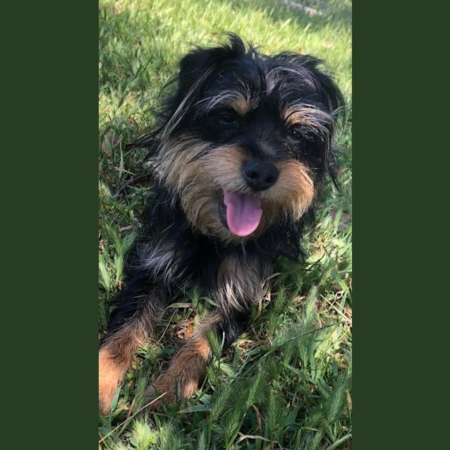 Photo of Toddy ❤🧡💗