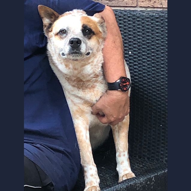 Photo of Honey ~ 6 Yr Red Heeler
