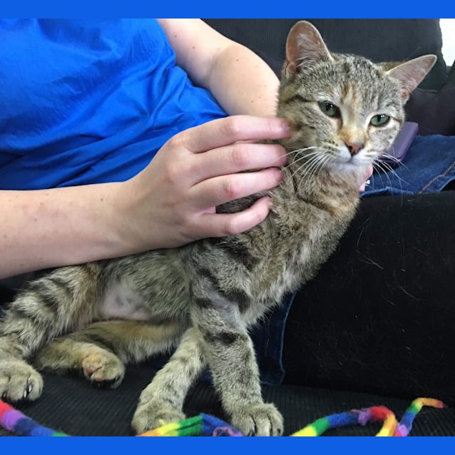 Photo of Buttercup   Meet Me At Neko Hq In Preston