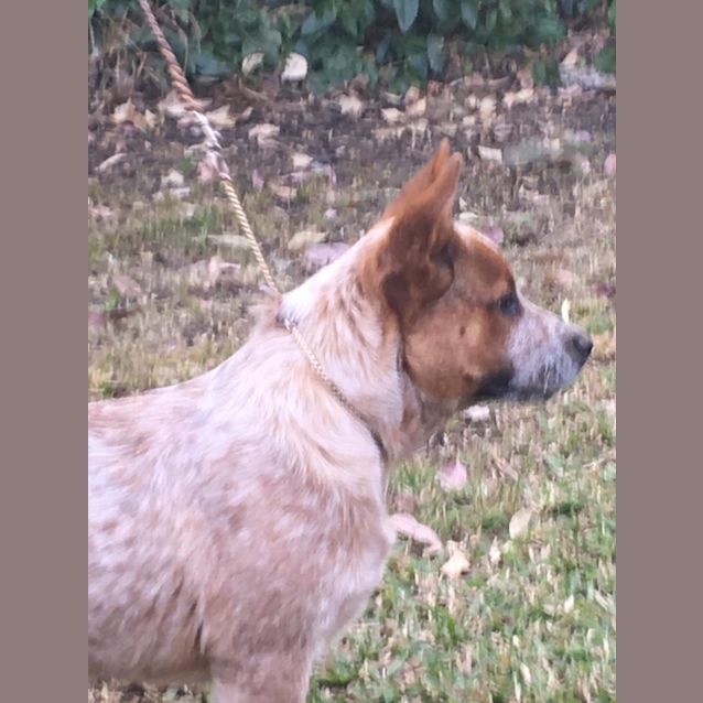 Photo of Red Dog