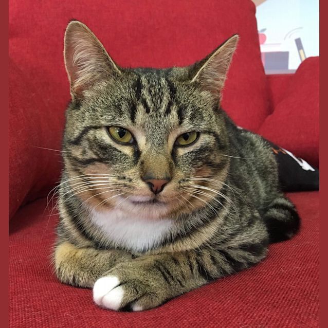 Frank Fritz – Meet me at Neko HQ in Preston - Male Domestic Short Hair Cat in VIC - PetRescue Frank Fritz – Meet me at Neko HQ in Preston - Male Domestic Short Hair Cat in VIC - PetRescue