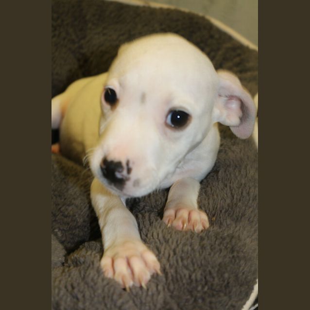 Photo of Tiny Tim