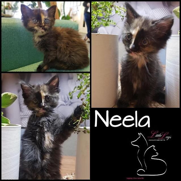 Photo of Neela
