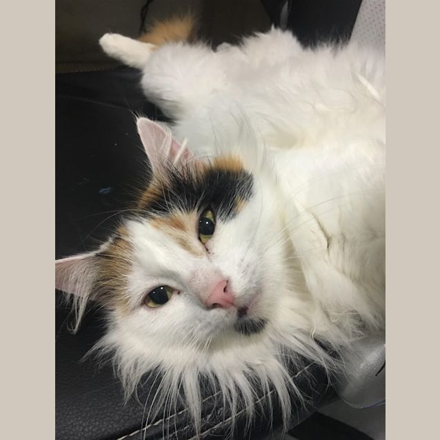 Photo of Licorice(molly)
