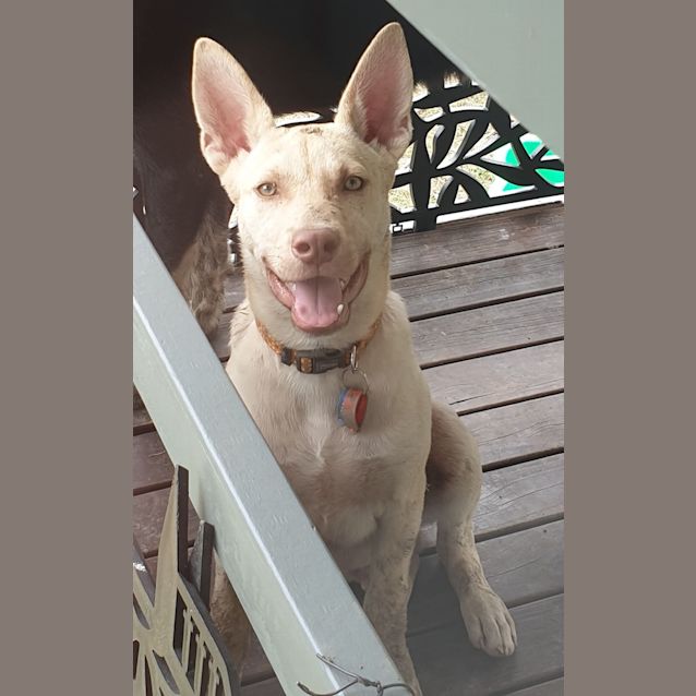 Photo of Nickel