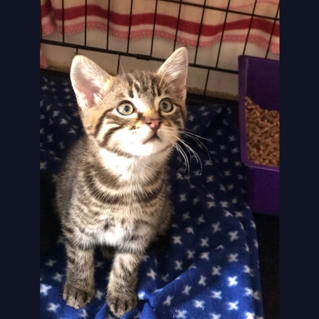 Photo of Ollie