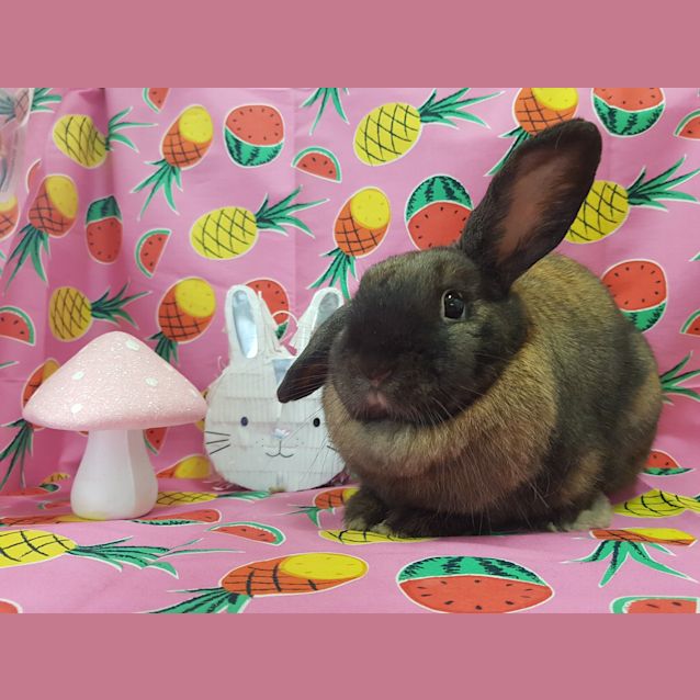 Photo of Marshmallow