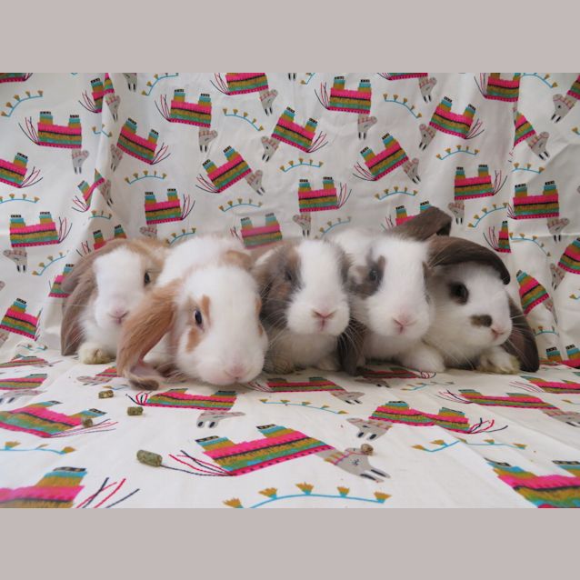 Photo of Missy's Babies