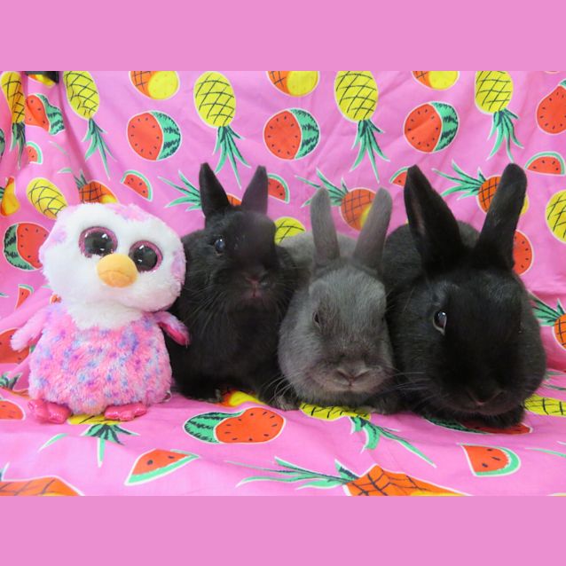 Photo of Bluebell, Poppy, Blossom