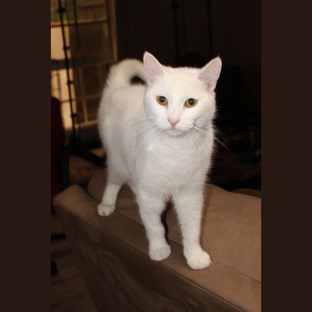 Photo of Light **2nd Chance Cat Rescue**