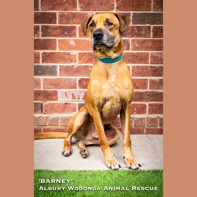 Photo of Barney