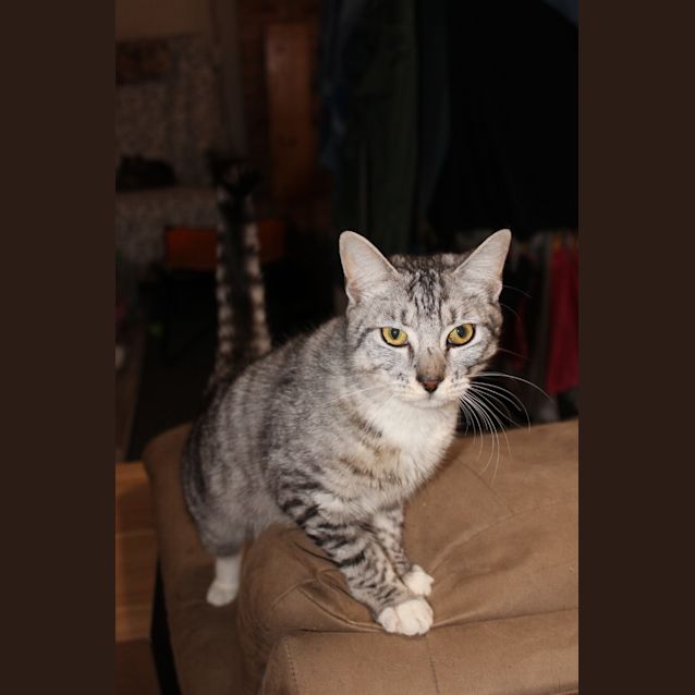 Photo of Pita **2nd Chance Cat Rescue**