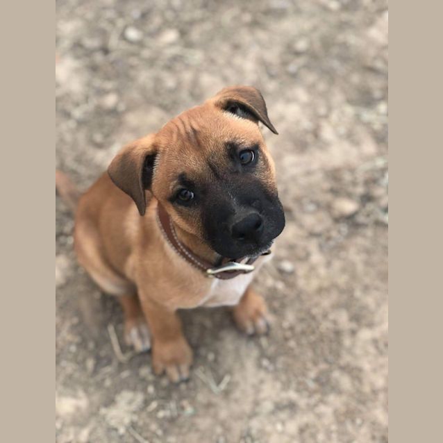 Photo of Petey 