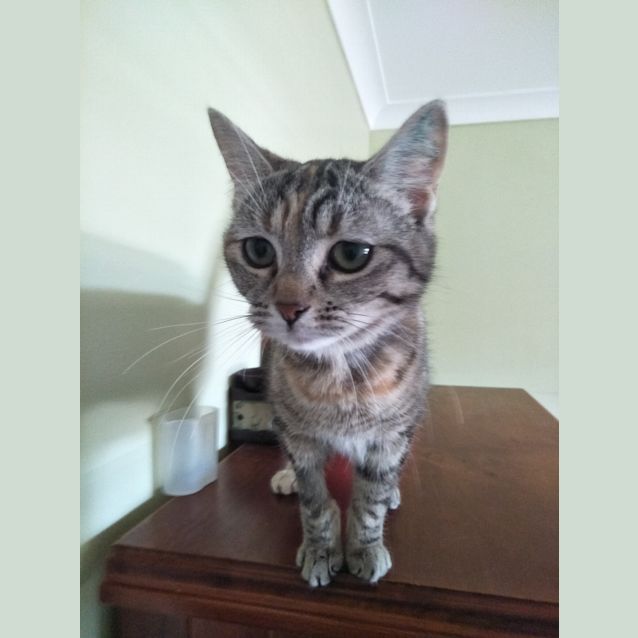 Photo of Tally