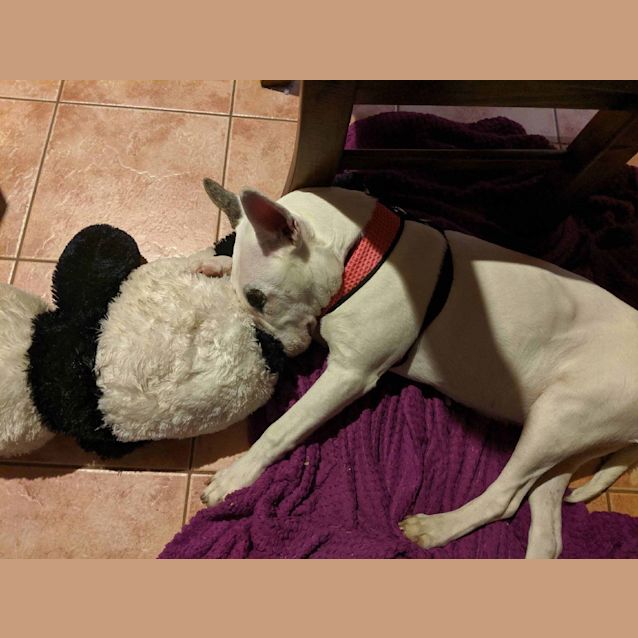 Photo of Luna   Foster Carer Needed