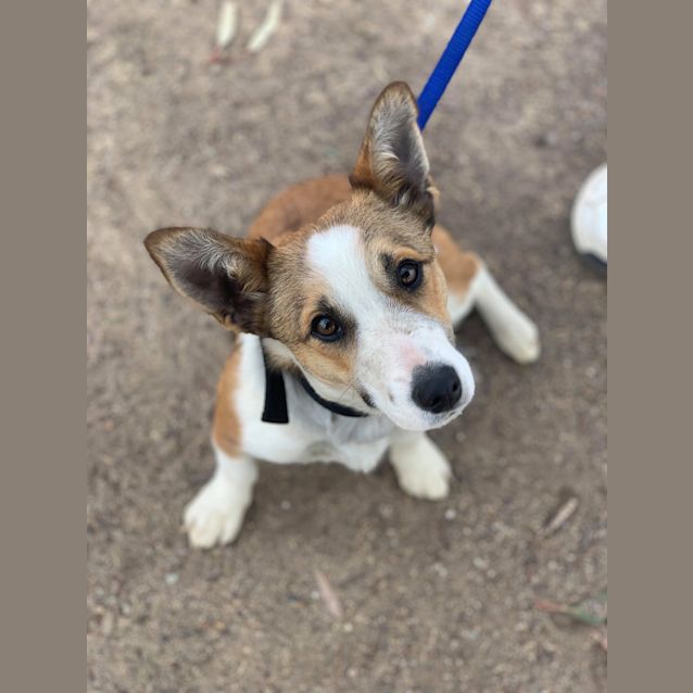 Photo of Rex