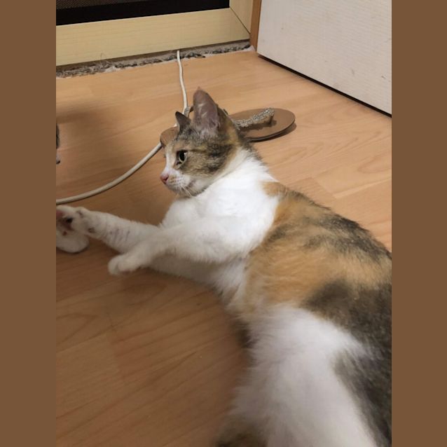 Photo of Portia