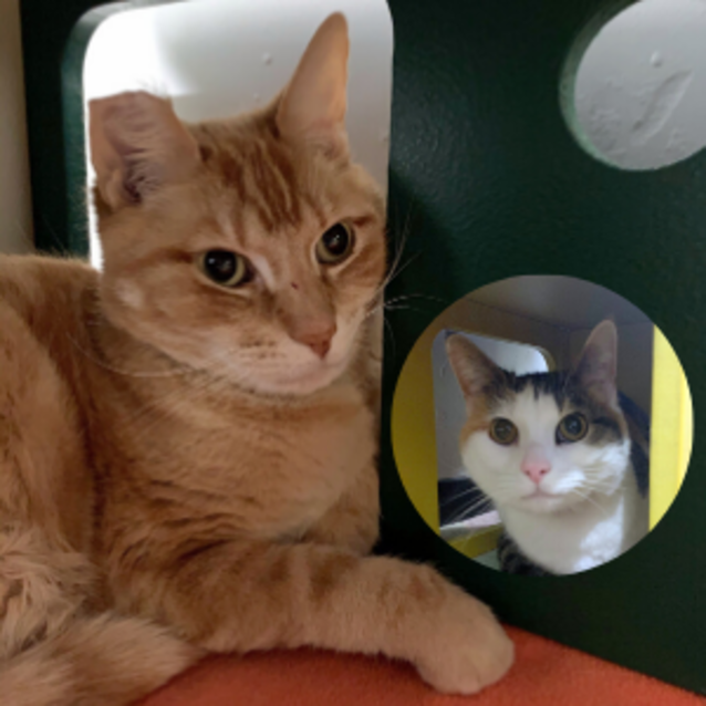 Photo of Tiger & Patches