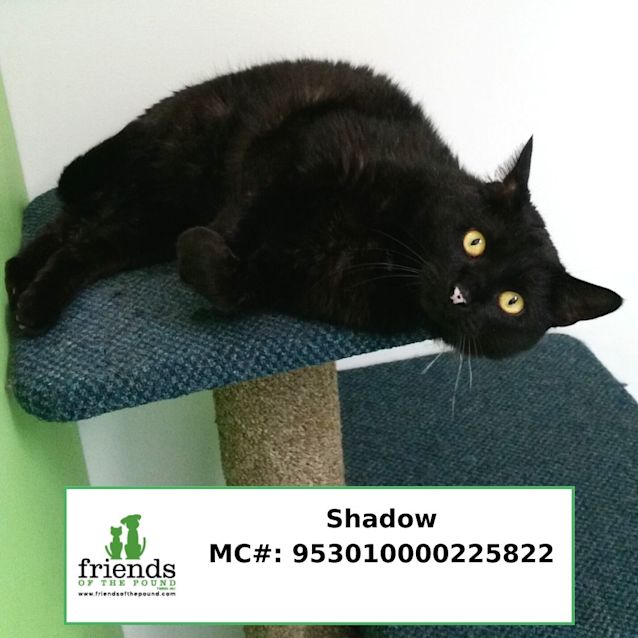 Photo of Shadow