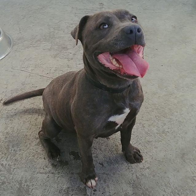 Photo of Bleu