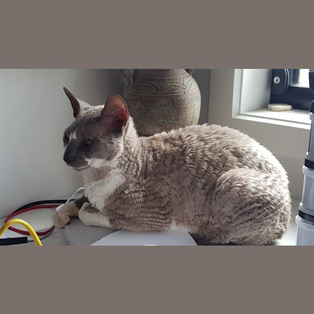 Photo of Lady Jane