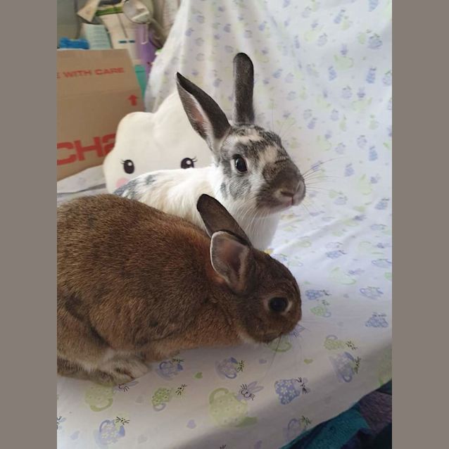 Photo of Luca & Bella