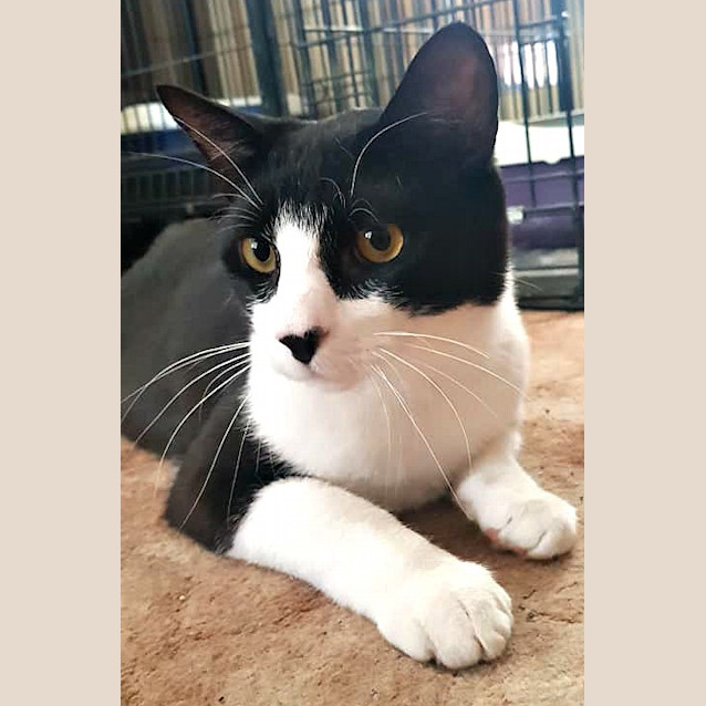 Photo of Shadow