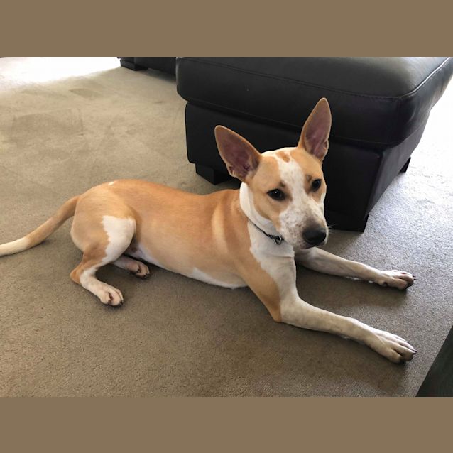 Photo of Chilli
