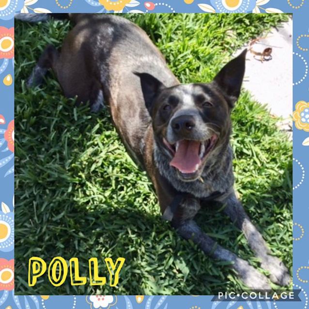 Photo of Polly