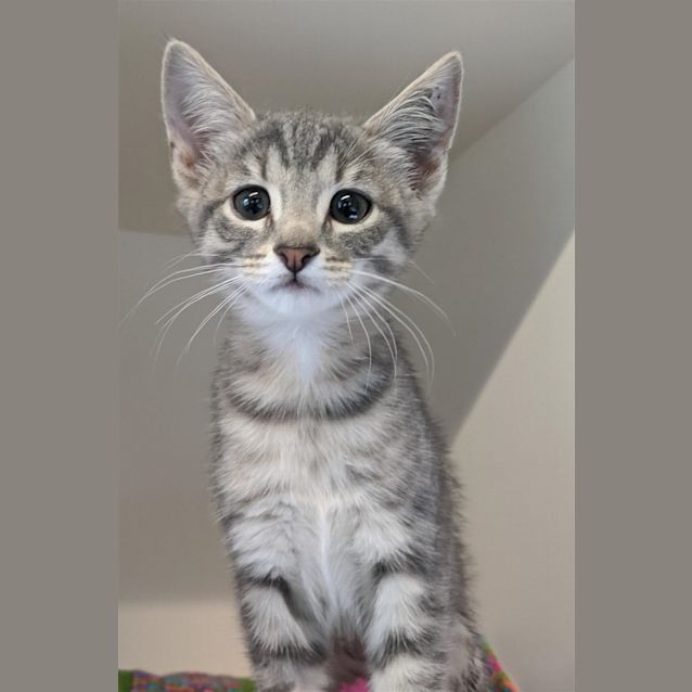 Photo of Echo
