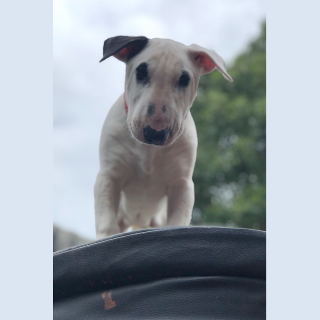 Photo of Ruby   Foster Carer Needed