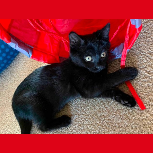 Photo of Cinder 🌠