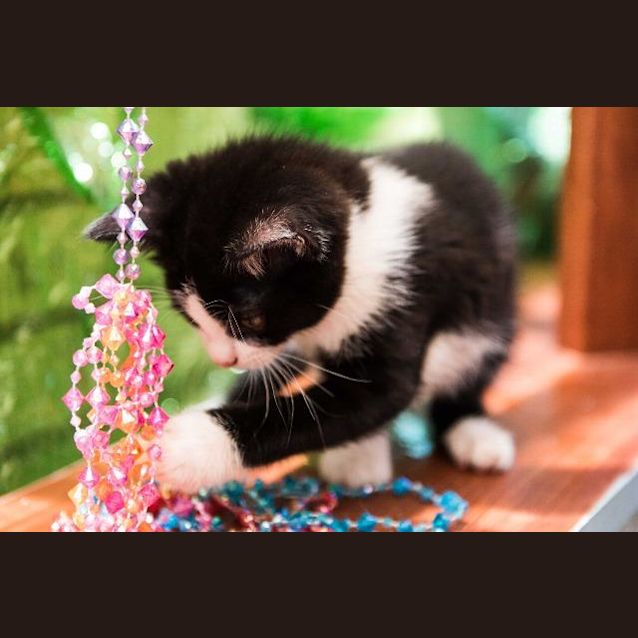 Photo of Pepe Le Pew