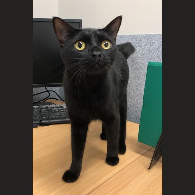 Photo of Bear