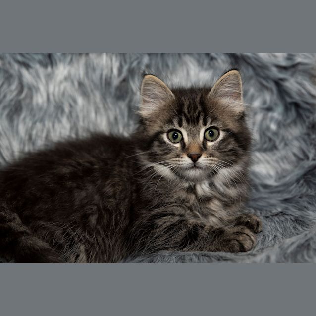 Photo of Clover