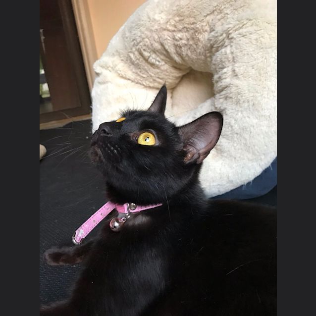 Photo of Layla💖💖