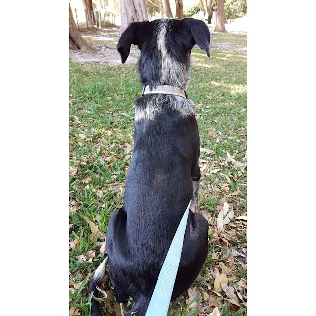 Photo of Jack ~ 4mo Cattle X Puppy (On Trial 26/11/19)