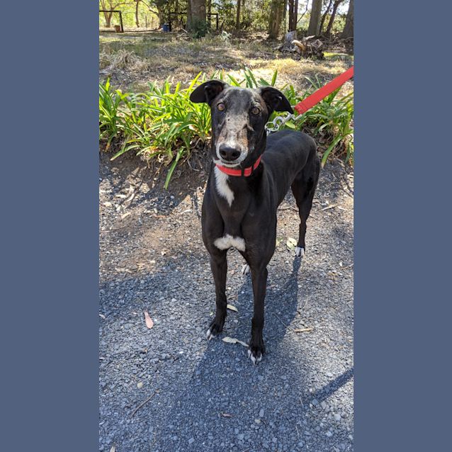 Photo of Ja Ja   In A Foster Home