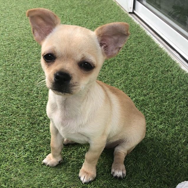 Photo of Cupcake ~ Chihuahua Puppy (Deposit Taken 25/11/19)
