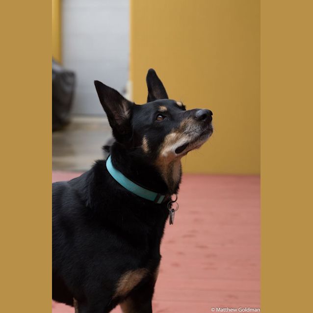 Photo of Dash  **On Trial**