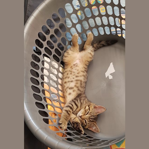 Photo of Indi