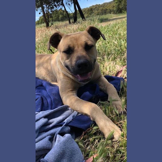 Photo of Romeo 💔💔