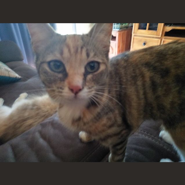 Photo of Goldie