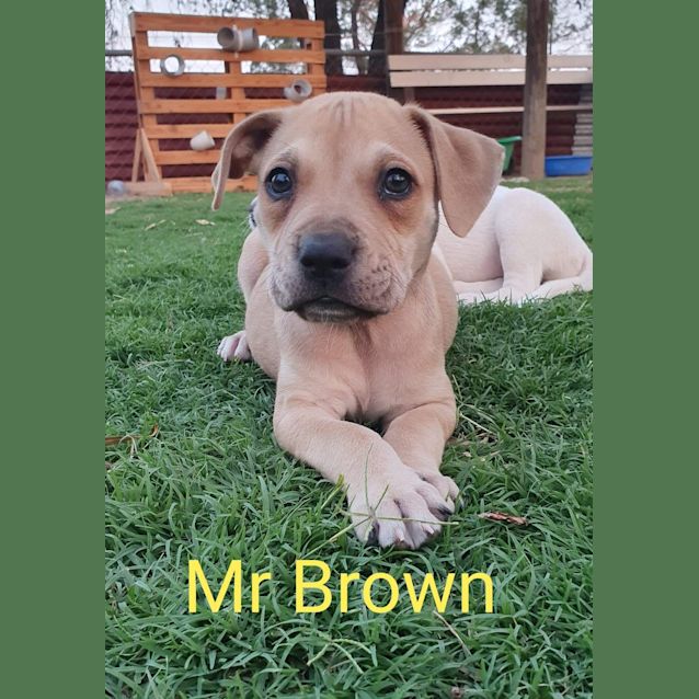 Photo of Brody 
