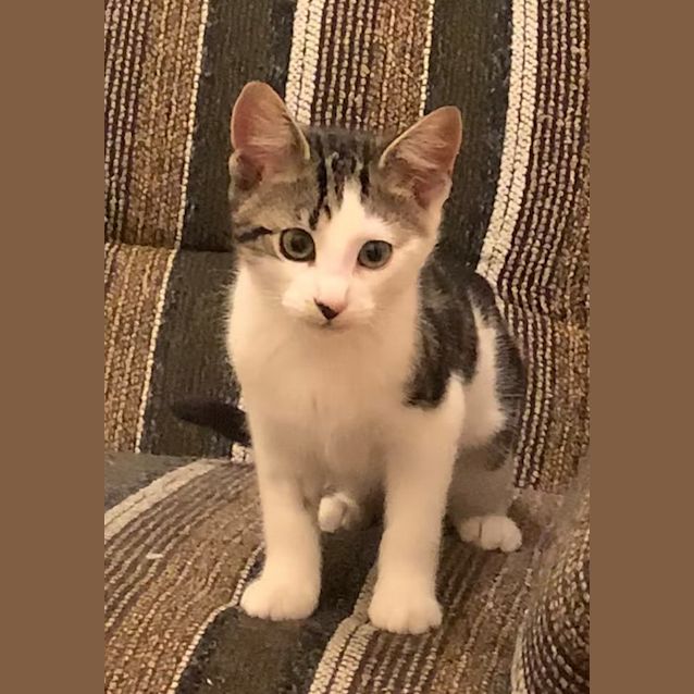 Photo of Clementine