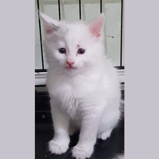 Photo of Cotton