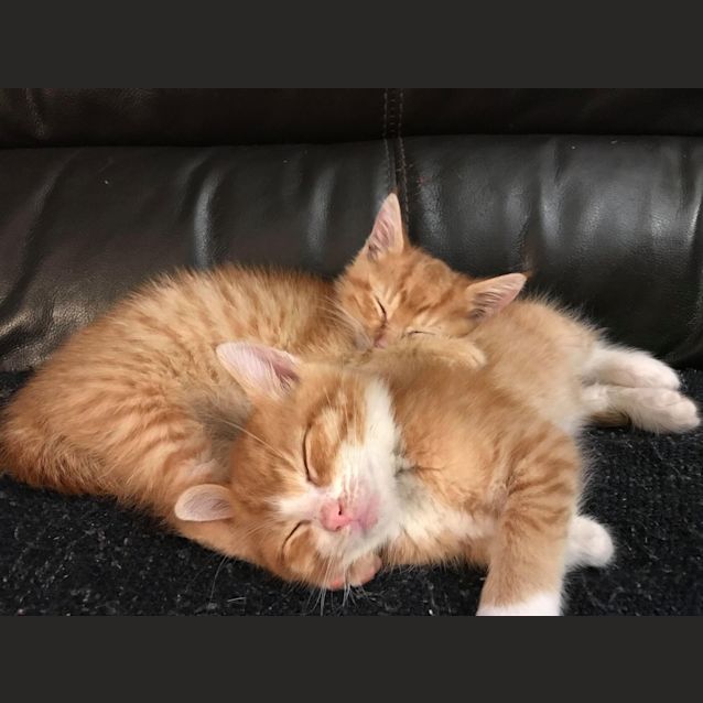 Photo of Steve And Dave