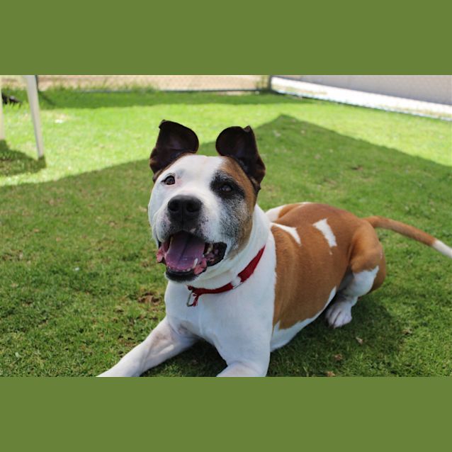 Photo of Patch