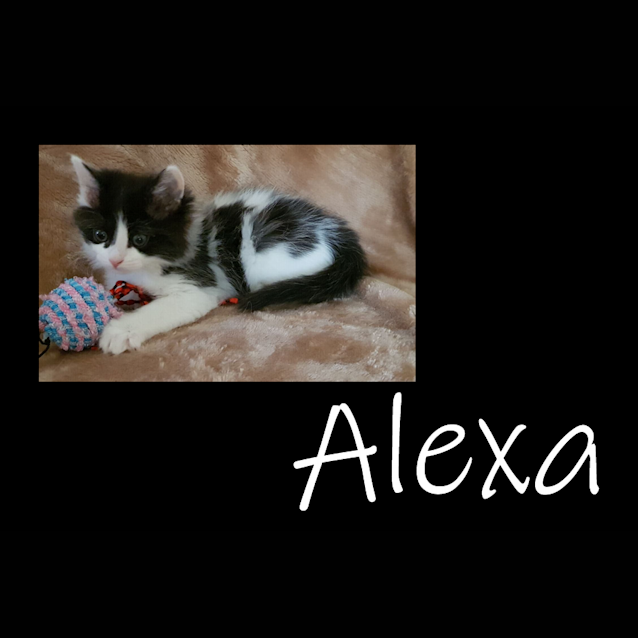 Photo of Alexa